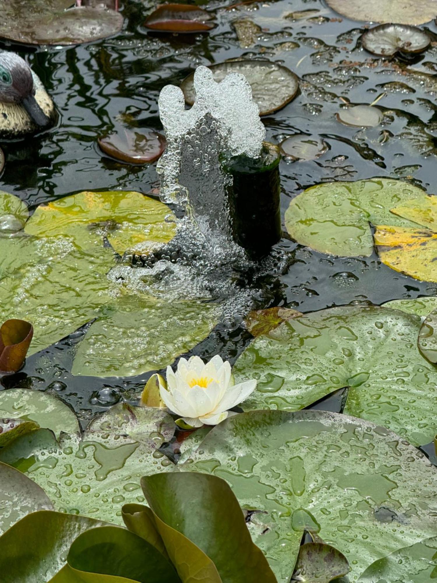 Villa Dei Fiori - Casa Vacanza 卡波特拉 外观 照片